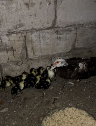 (12) On iki ədəd baladı anasıyla birgə satılır balalar 3günlüydü ünvan