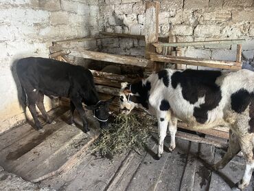 cins dana: Dana, buzov, Erkək, Simental, Holsteyn, ay: 5, Damazlıq, Ətlik, Ünvandan götürmə