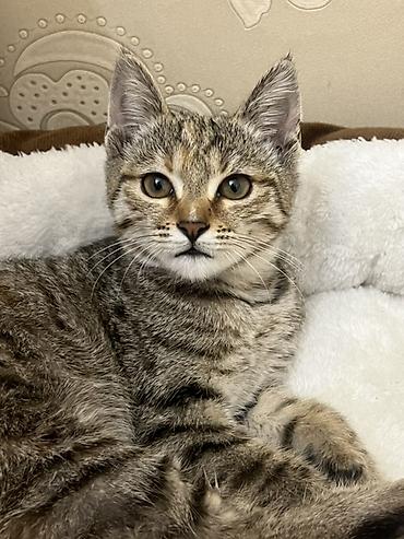 вещи для кота: Кошка даром: Беспородная, Девочка, Приучена к лотку — 1