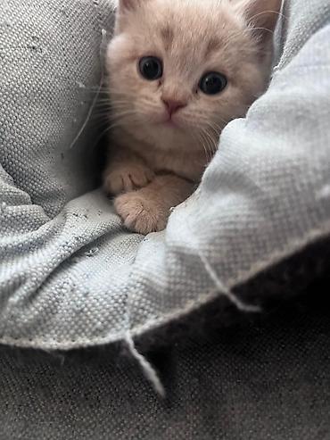 Pişiklər: Erkək, Dişi, Yaxşı əllərə, Ünvandan götürmə, Pulsuz çatdırılma, Ödənişli çatdırılma — 5