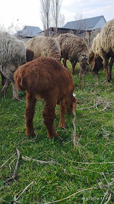 Баран, овца: Продаю | Ягненок | На забой — 12