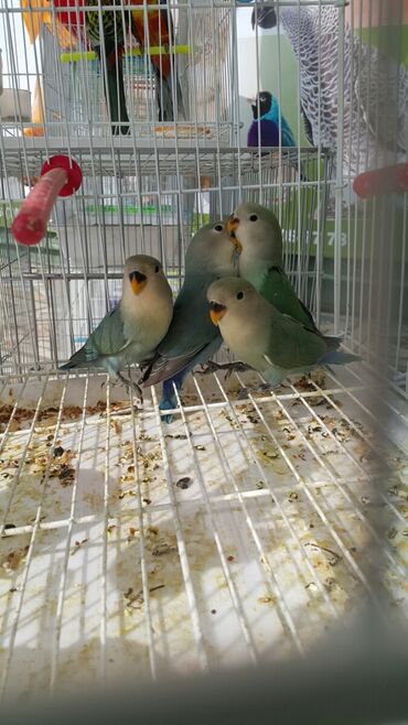 Птицы: Попугаи волнистые at lalafo.kg — 9 Птицы: Попугаи волнистые — 9