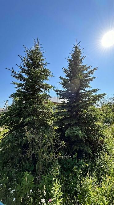 Продажа коттеджей и домов: 🏔 ПРОДАЁТСЯ УЧАСТОК В С. ГОРНАЯ МАЕВКА 📐 Площадь по документам — 13,5 — 9