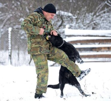 Psi: CEZAR KING Star 18 meseci. Otac: HEKTOR VOM YUGERLAND Majka: BRERA — 9