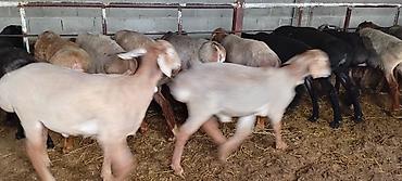 Баран, овца: Продаю | Баран (самец) | Для разведения — 1