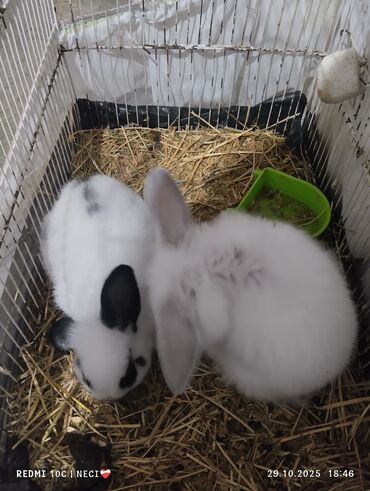 купить собаку пекинес: Holland və karlik qulaqları yeni qalxır ünvan Sabunçu