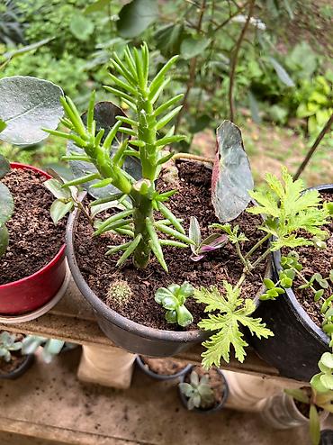 Otaq bitkiləri: Her cure guler var veregliyin baxin ancag xanimlara satiş olur Gencedi — 10