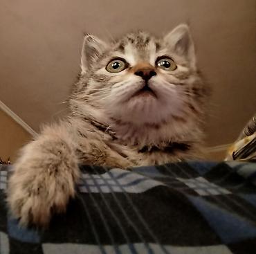 Кошки: Кошка даром: Беспородная, 1 месяц, Девочка, Приучена к лотку, Проглистована — 10