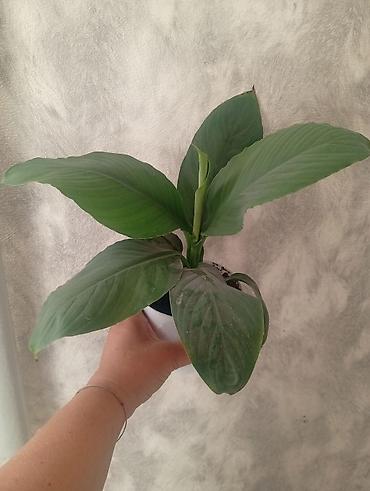 большой фикус: Продажа — 2