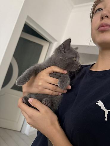 котята британские: Отдам котенка в заботливые руки. - Порода: короткошёрстный — 8
