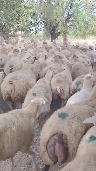 qara pisik satisi: Dişi, il: 1, Damazlıq, Pulsuz çatdırılma — 6