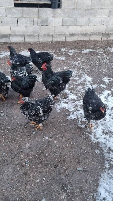 Птицы: Мраморный Кохин — 11