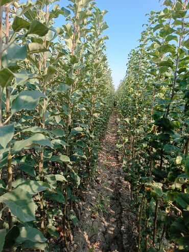 Tinglər: Her sor tinglermiz movcuddur yerli və xarici sortlar var sortlara — 11