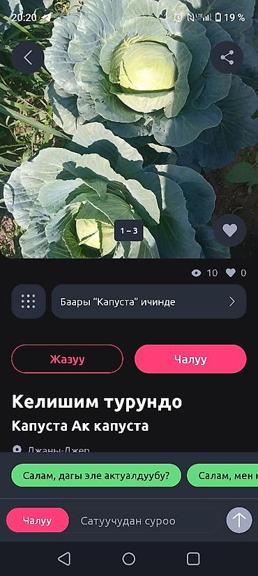 Капуста Белокочанная