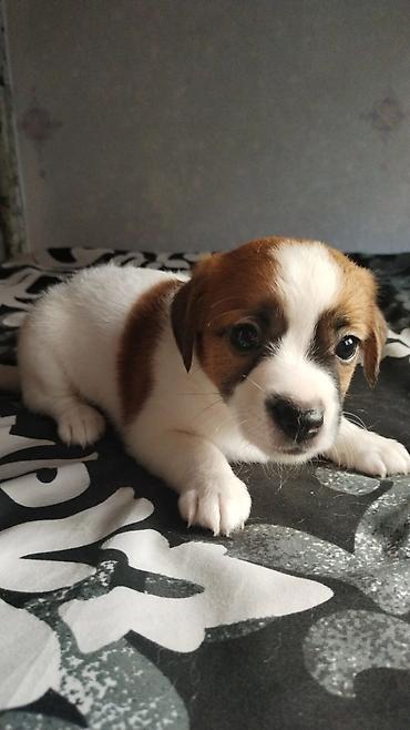 ev itleri ucuz: Çixuahua, 1 ay — 6