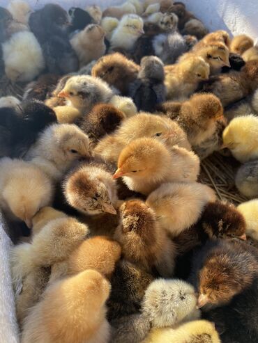 Птицы: Продаю домашних цыплят 
Цена 50 сом
