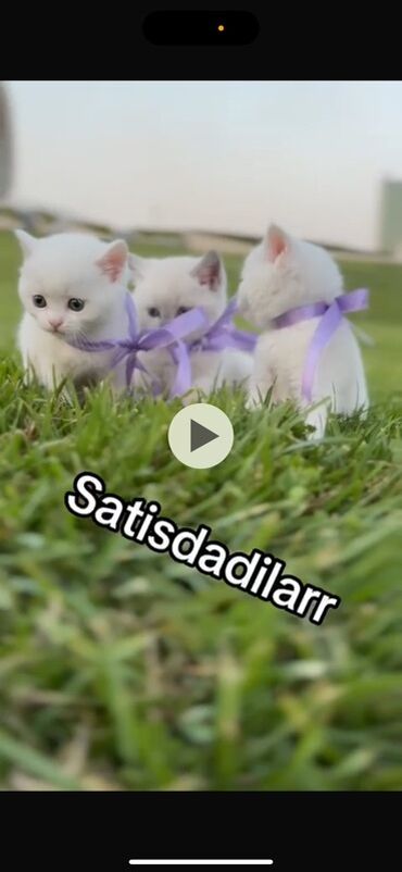 sort pişiklər: Erkək, Dişi, Yaxşı əllərə, Pulsuz çatdırılma