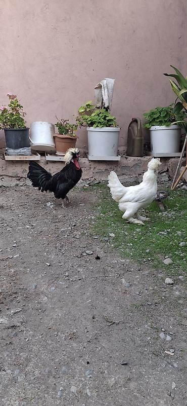 tısbağa nə yeyir: Cütü 60 azn — 1
