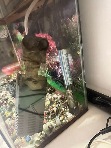 Akvariumlar: Akvaryum seti - Şüşə korpus, təxminən orta ölçülü masaüstü akvaryum - — 2