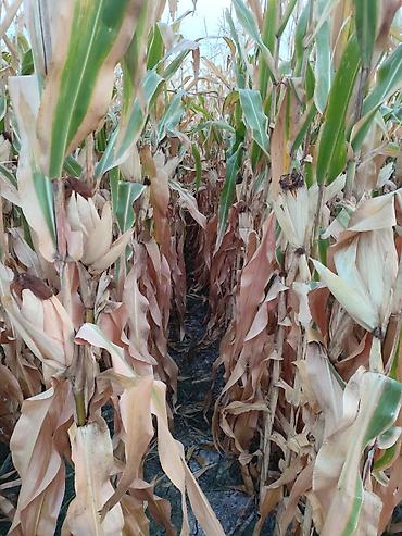 пантера слив оригинал: 🌽🌽🌽жүгөрү сатылат ✅Сорт:ПЛ-700 ПОД КОМБАЙН Кукуруза на продажу — 2