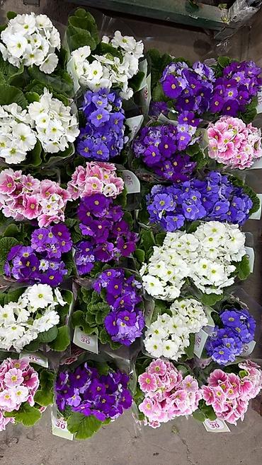 Герани и пеларгонии: Комнатные цветы в горшках — ассортименты расцветок - Цикламен — 23