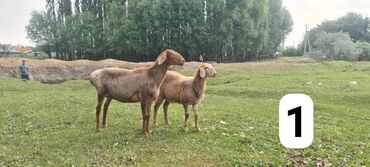 Бараны, овцы: Продаю | Овца (самка), Ягненок | Гиссарская, Полукровка, Эдильбаевская | Для разведения | Племенные, Котные, Матка