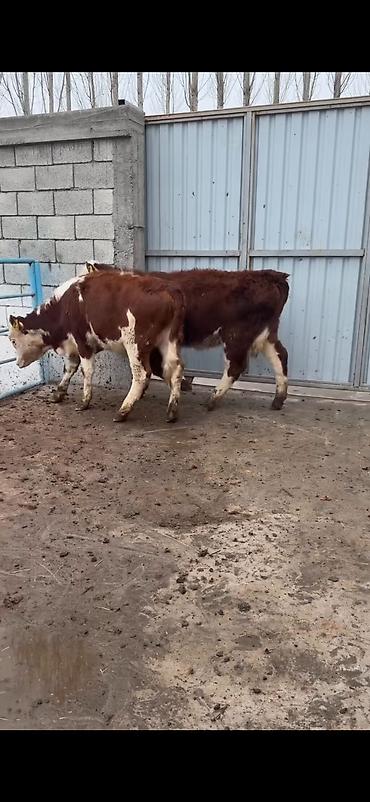 Dana, buzov: Məhsul: Simmental tipli dana cütlüyü - Rəng: qırmızı-ağ ləkəli, açıq -da lalafo.az — 7 Dana, buzov: Məhsul: Simmental tipli dana cütlüyü - Rəng: qırmızı-ağ ləkəli, açıq — 7