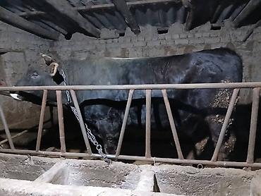 Коровы, быки: Продаю | Бык (самец) | Швицкая | На забой — 10