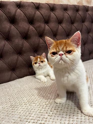 Mačke: Na prodaju egzotični kratkodlaki mačići (Exotic Shorthair) — 4