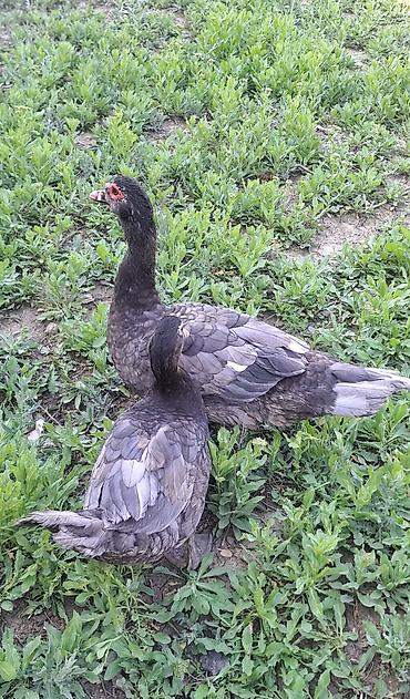 Ördəklər: Erkək, Ətlik, Pulsuz çatdırılma — 7