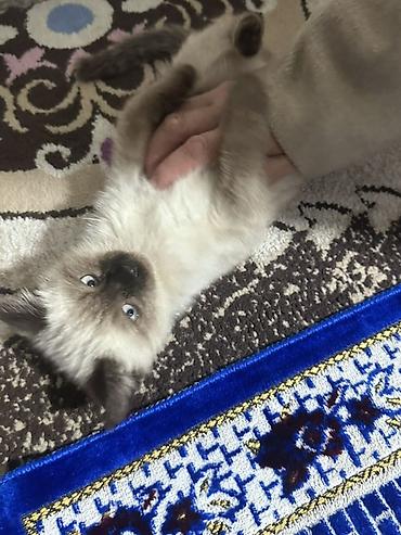 Мышыктар сатылат: Котёнок с характерным сиамским (колор-пойнт) окрасом. Светлая шерсть с — 2