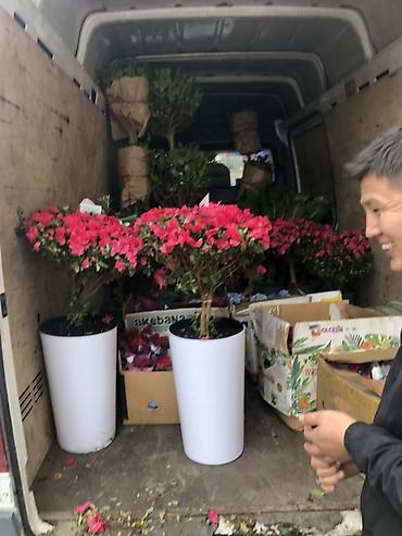 Букеты из живых цветов: Гортензии в декоративных пакетах-кофрах - Композиции из цветущих — 14