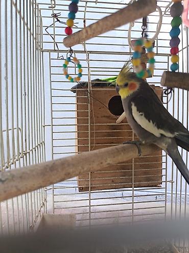 Məhsul: Nimfa (cockatiel) tutuquşusu və qəfəs aksesuarları Təsvir: - lalafo.az -da Məhsul: Nimfa (cockatiel) tutuquşusu və qəfəs aksesuarları Təsvir: -