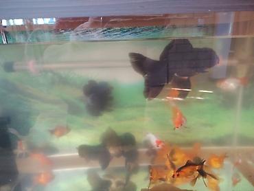 Balıqlar: Oranda, Ünvandan götürmə -da lalafo.az — 9 Balıqlar: Oranda, Ünvandan götürmə — 9