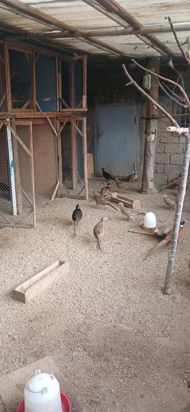 kend colpaları: Toyuq cücələri, Damazlıq