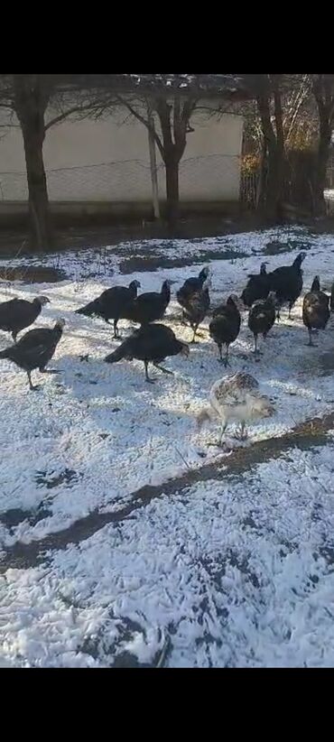 Индюки: Продаю | Индюшка (самка) | Северокавказская | Для разведения | Племенные at lalafo.kg — 4 Индюки: Продаю | Индюшка (самка) | Северокавказская | Для разведения | Племенные — 4