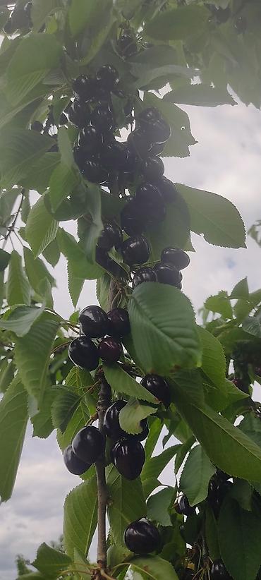 Ağaclar: Giləsayə bağı – intensiv meyvə bağı - Mədəni giləsayə ağacları ilə — 13