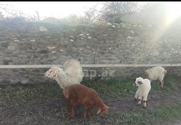 Qoyunlar, qoçlar: Qoyun və quzular satilir quzular yekedi 10-8 kiloqram arasidi yeke — 3