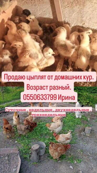 корм для домашних животных: Продаю цыплят от домашних кур. Цена зависит от возраста