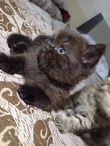 Pişiklər: Britan — 10