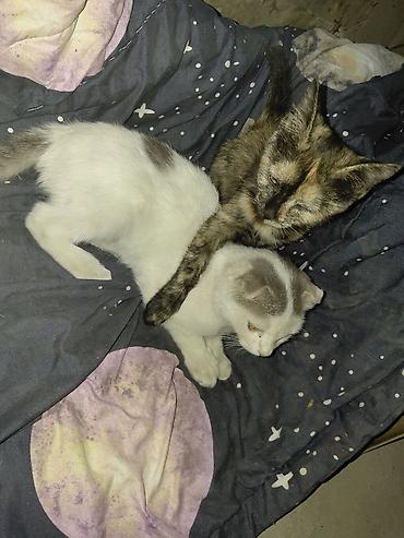 вислоухие котята даром: Кошка даром: Скотиш Фолд (Шотландская вислоухая), Девочка — 3