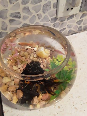 Akvariumlar: Şüşə akvarium dəsti - Dairəvi, şəffaf şüşə akvarium (balaca ölçülü — 4