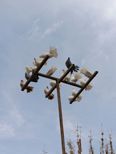 продажа щенков немецкой овчарки в бишкеке с документами: Павлины-голуби (декоративные голуби с «веерным» хвостом) - Порода