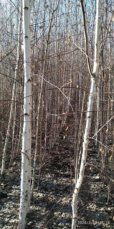 Декоративные деревья: Саженцы деревьев: Берёзы — 5