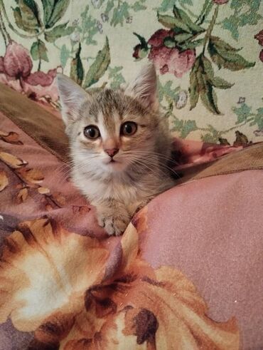 сколько стоит персидская кошка: 3 месяца, Девочка, Приучена к лотку