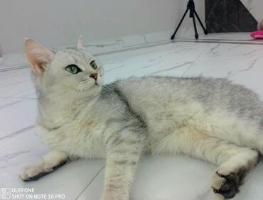 котик в добрые руки: Шиншилла, Самка, Самовывоз, Платная доставка