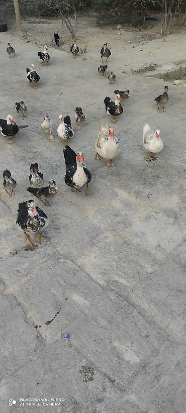 Сельхозптицы: Muscovy Lal ördəklər (indoutka) – yaşlı və bala qarışıq sürü - Cins — 5