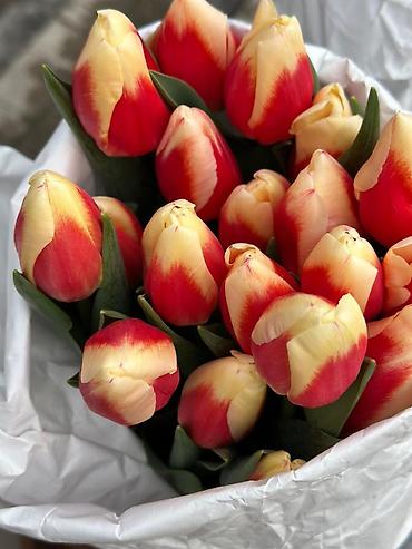Букеты из живых цветов: ТЮЛЬПАНЫ ОПТОМ от 100шт Голландские привозные тюльпаны с луковицей — 4