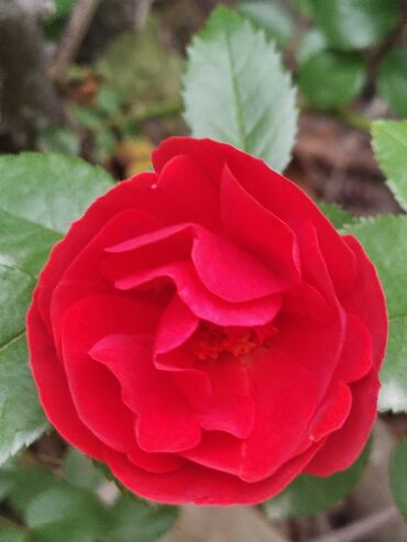 Şitillər: Məhsul: Gül kolları (qızılgül) Təsvir: - Şəkillərdə müxtəlif rəng və — 2