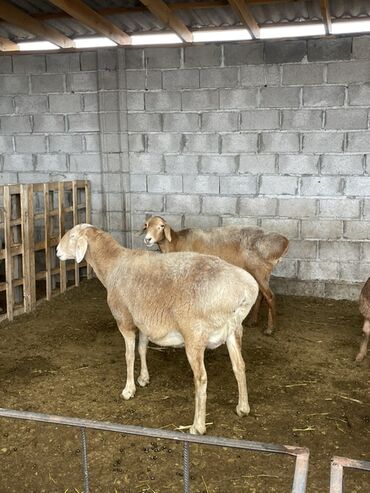 Бараны, овцы: Продаю | Овца (самка) | Арашан | Для разведения | Матка — 11